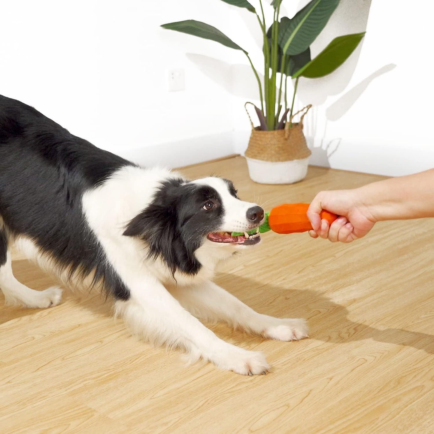 Juguetes para perros con sonido chirriante para masticadores agresivos Juguetes de goma con forma de zanahoria para entrenamiento y limpieza Juguete interactivo resistente para perros medianos