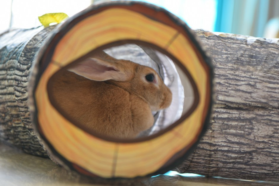 Tunnel à motif d'arbre pour animaux de compagnie, jouet pour chat Zhiyi, fournitures pour animaux de compagnie, jouets pour chiens