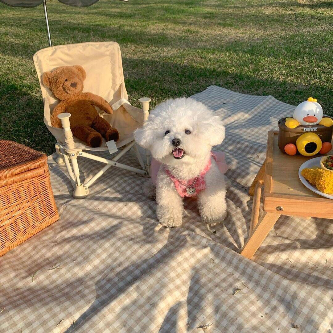 Vestido para mascotas de moda de primavera y verano.