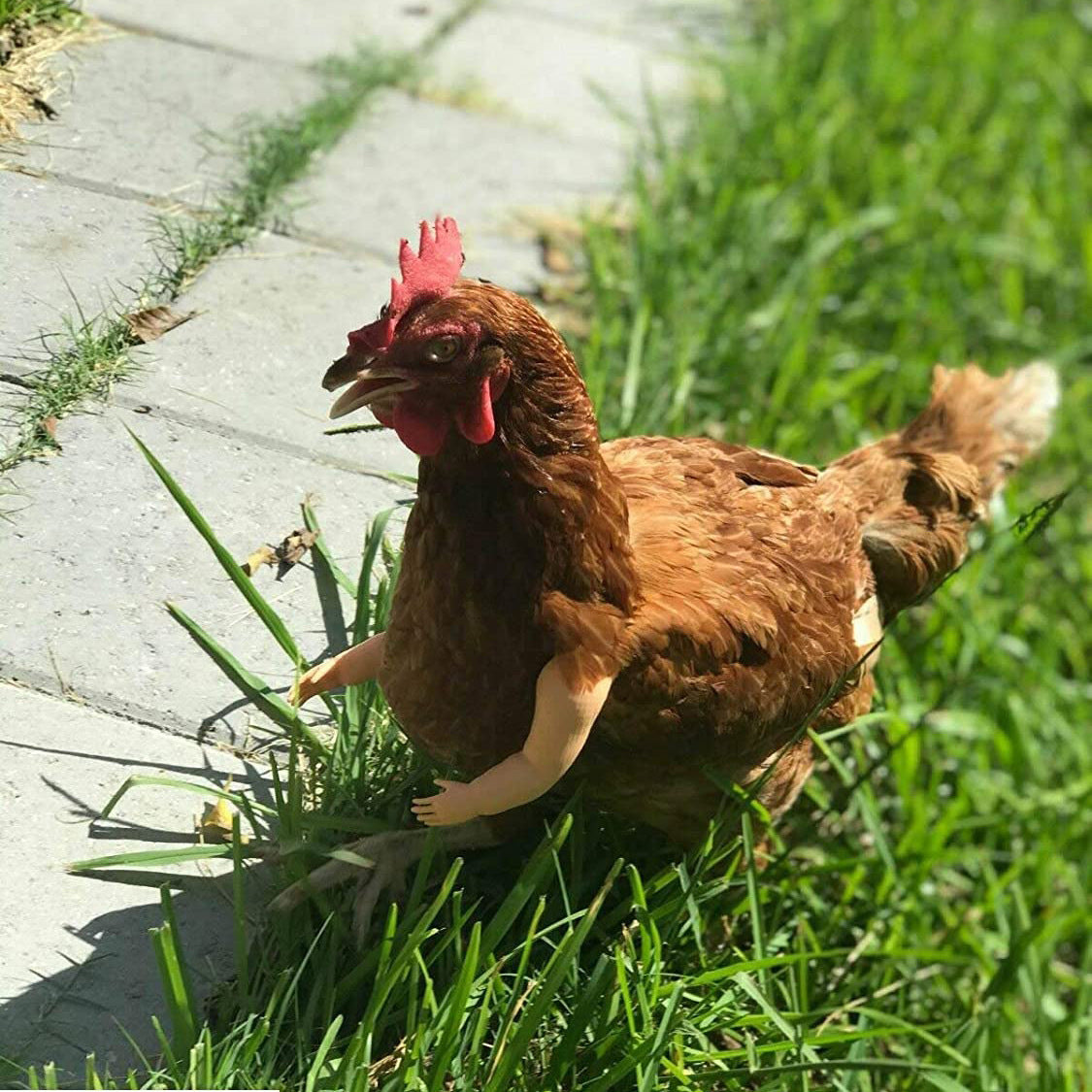 Los juguetes para pollos incluyen brazos musculosos fuertes, brazos con pulgares hacia arriba y brazos de pollo T-Rex para ponerles a los pollos