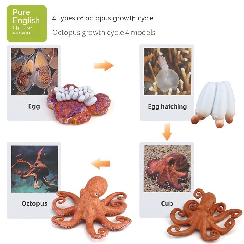 Children's Toy Animal Plant Growth Cycle