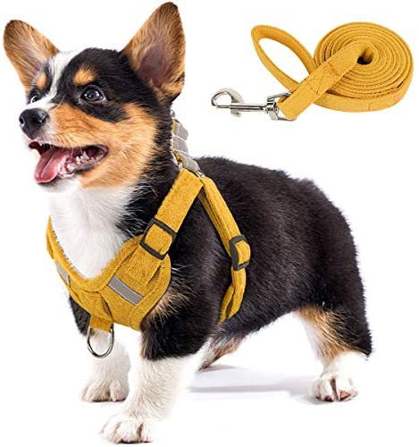 Sangle pour chien en velours, corde réfléchissante et respirante pour chien, animal de compagnie