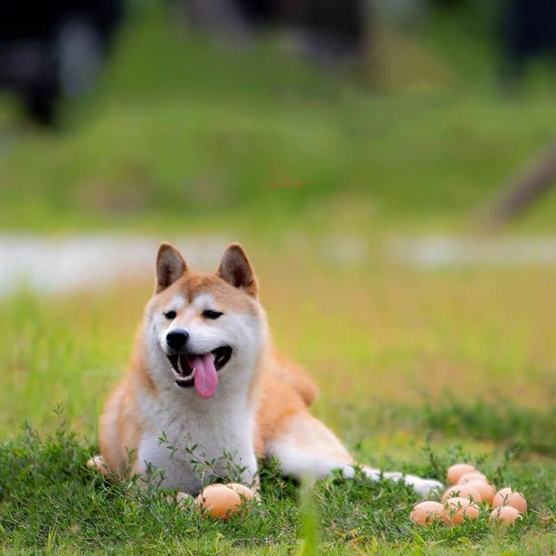 Jouets avec son pour chiens Simulation d'œuf pour animaux de compagnie Nettoyage des dents Jouets pour chiots 