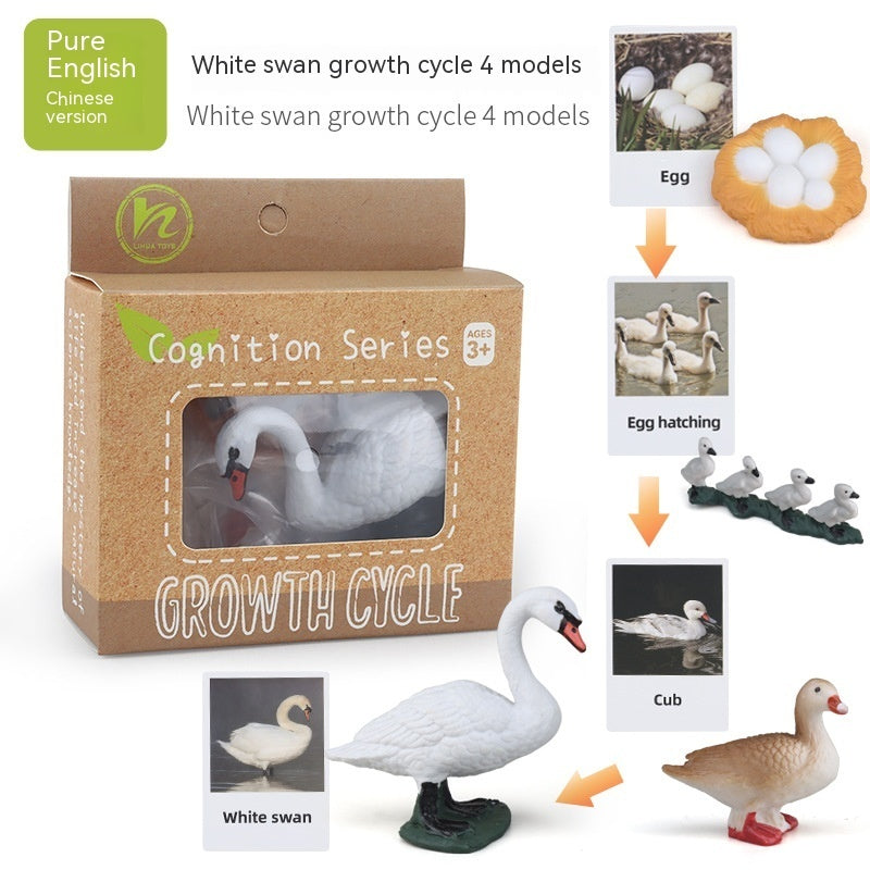 Children's Toy Animal Plant Growth Cycle