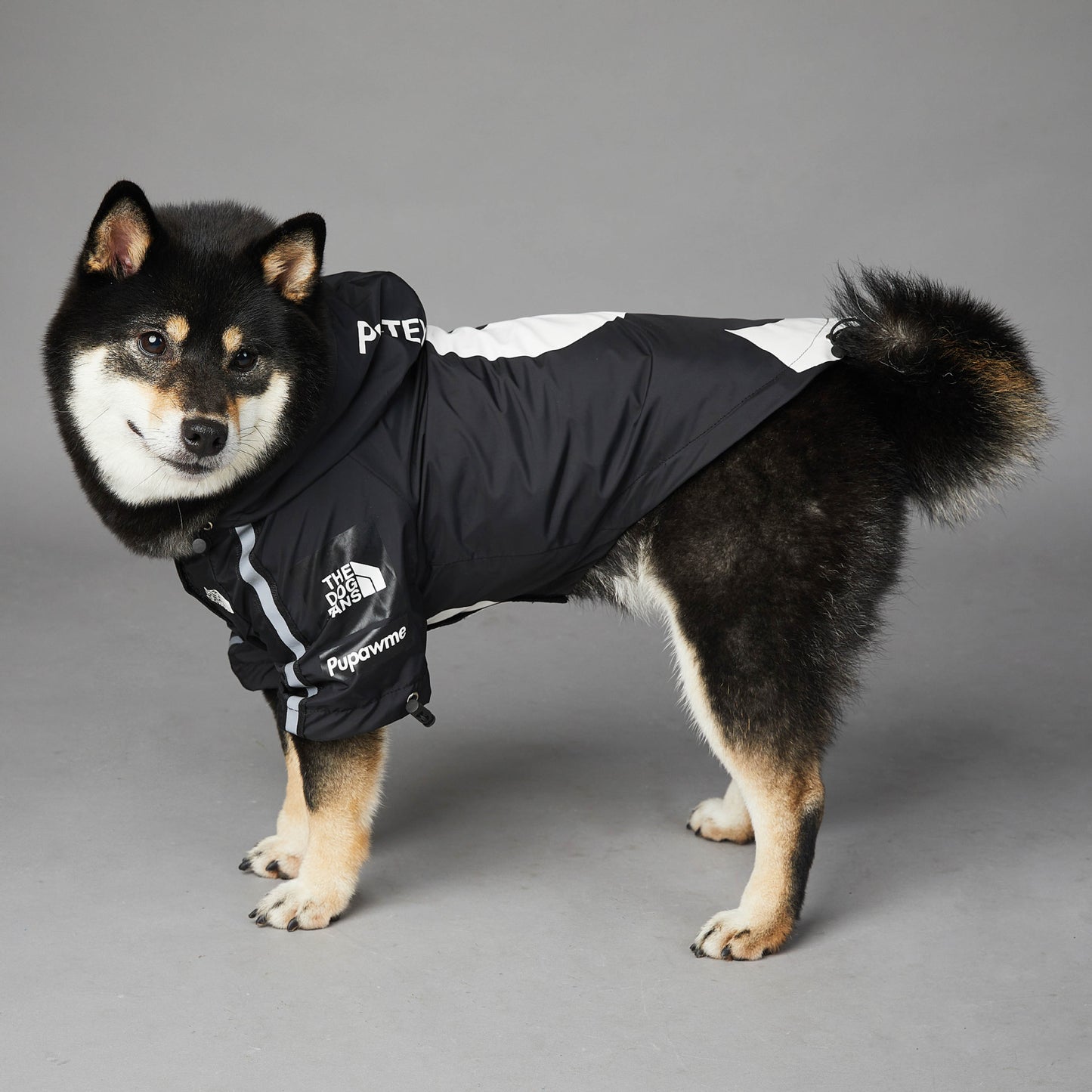 Chien coupe-vent et imperméable, grand