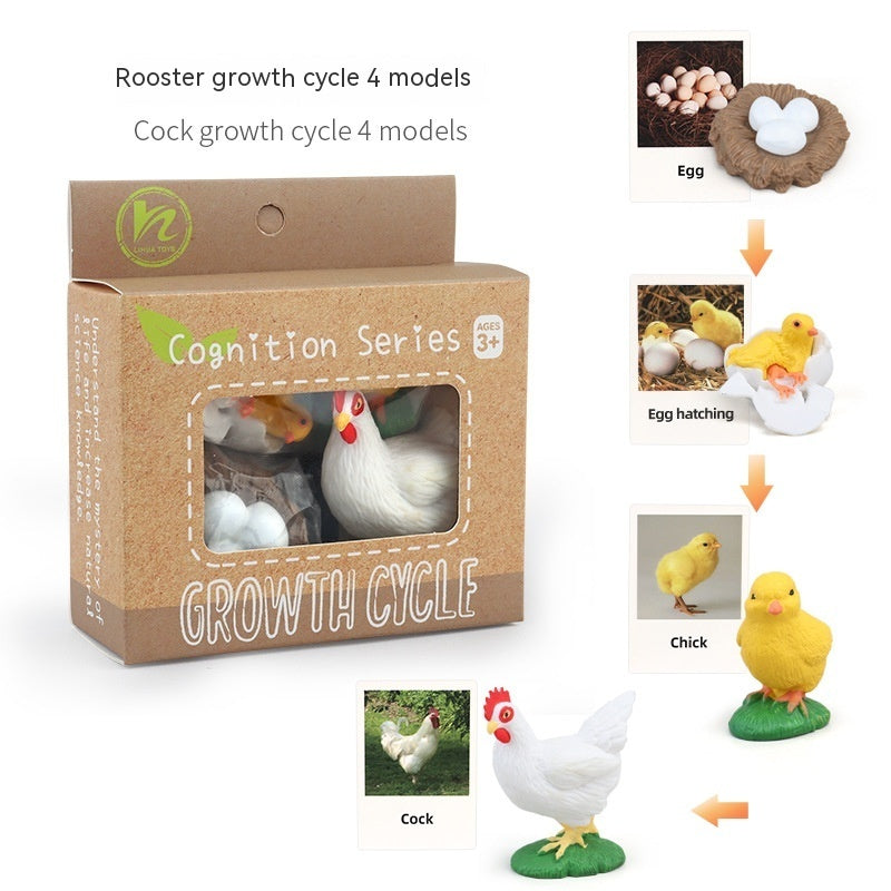 Children's Toy Animal Plant Growth Cycle