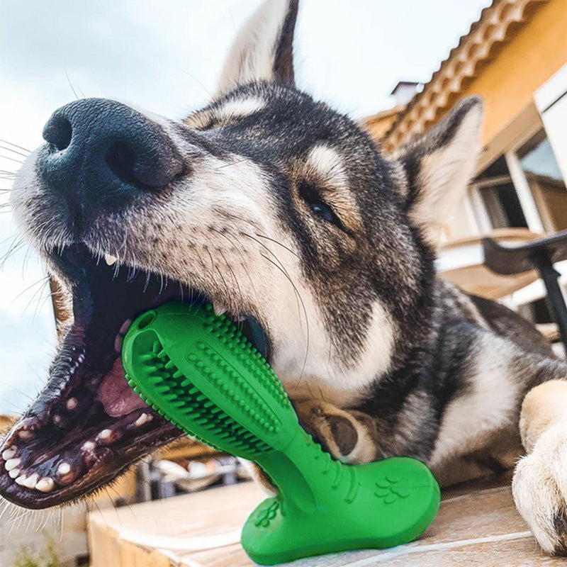 Jouet molaire résistant aux morsures de brosse à dents pour chien