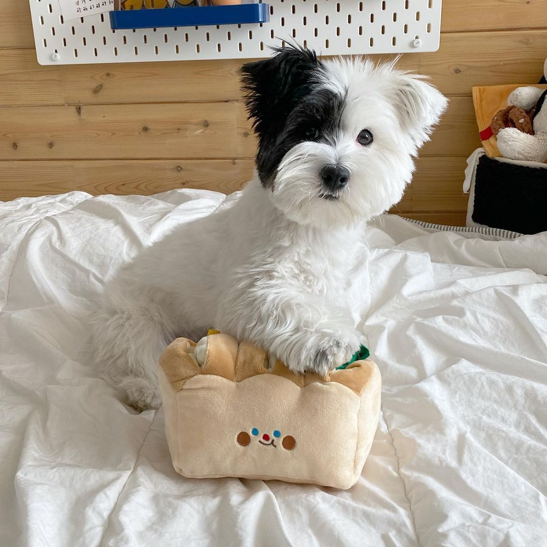 Bread Toast Food Hiding Toys