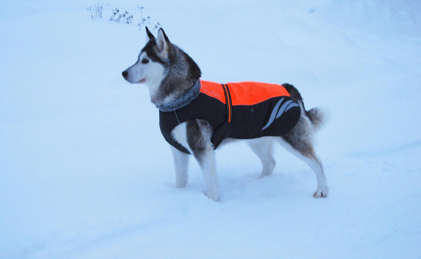 Chaqueta de invierno de pellets cálida y de moda para perros