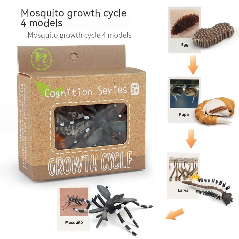 Children's Toy Animal Plant Growth Cycle