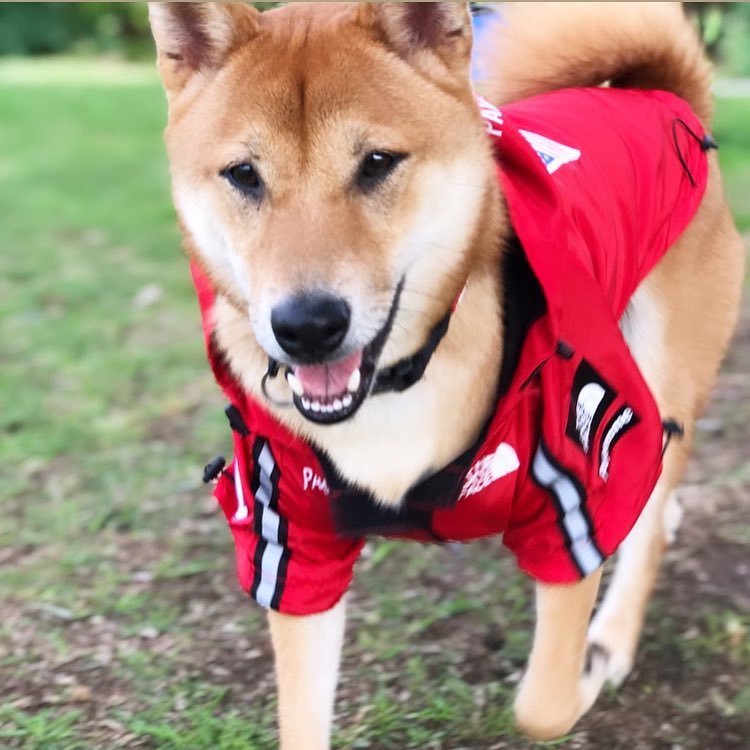 Impermeable para perros grandes a prueba de viento y lluvia