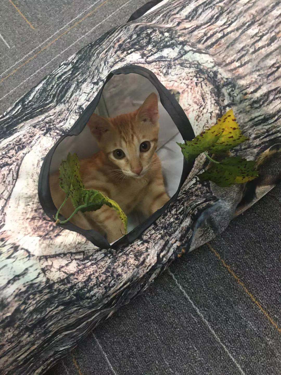 Tunnel à motif d'arbre pour animaux de compagnie, jouet pour chat Zhiyi, fournitures pour animaux de compagnie, jouets pour chiens