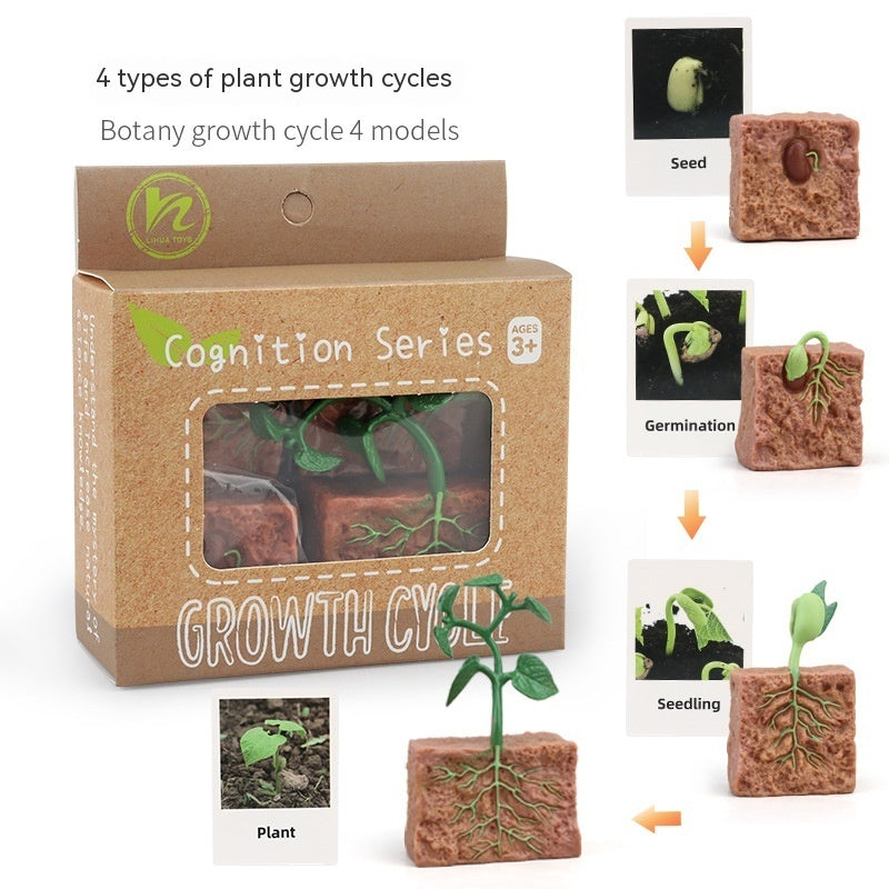 Children's Toy Animal Plant Growth Cycle