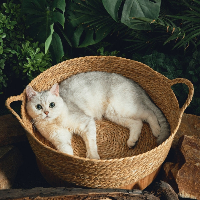 Tapis de quenouilles tout-en-un avec litière pour chat en rotin