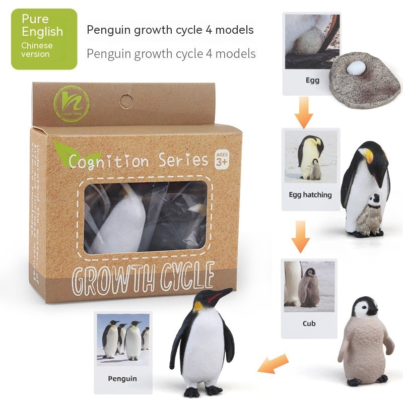 Children's Toy Animal Plant Growth Cycle