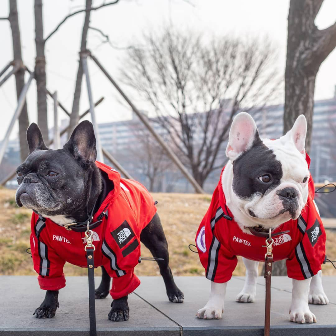 Impermeable para perros grandes a prueba de viento y lluvia