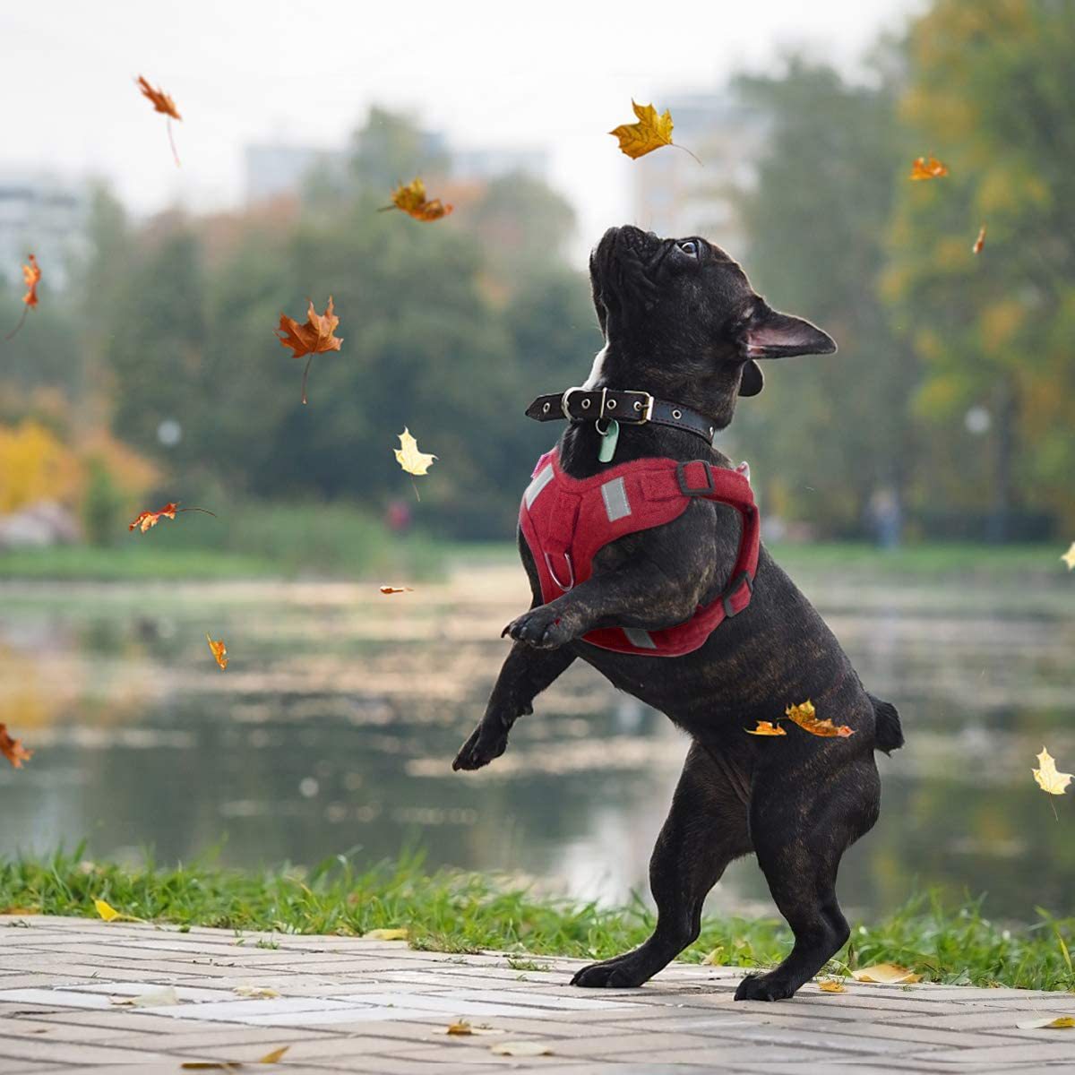 Correa de terciopelo para perros, reflectante, transpirable, cuerda para perros, mascota