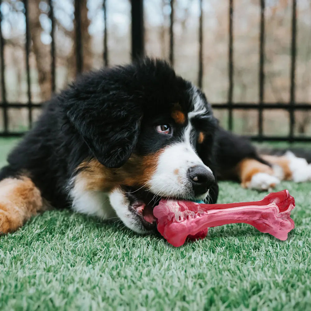 Juguete masticable de hueso para perro, dispensador de golosinas, cepillo de dientes de goma duradero, juguete de limpieza, suministros para masticar para cachorros