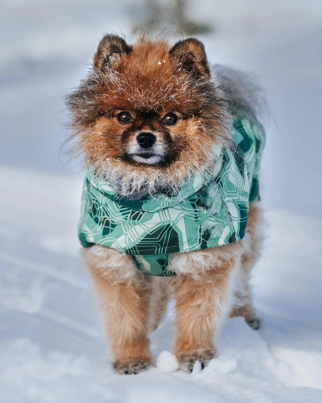 Ropa acolchada de invierno para perros, chaqueta impermeable muy cálidas para perros grandes, abrigo de algodón más grueso, ropa para mascotas, cachorros