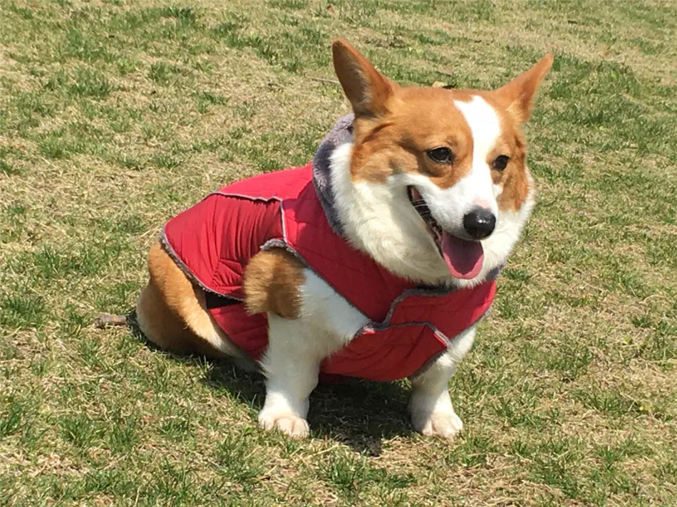 Ropa de invierno para perros Ropa gruesa de lana cálida para perros Chaqueta de invierno para perros Reflectante Ajustable Vientre Acolchado Abrigo para perros Capucha extraíble Estilo de moda