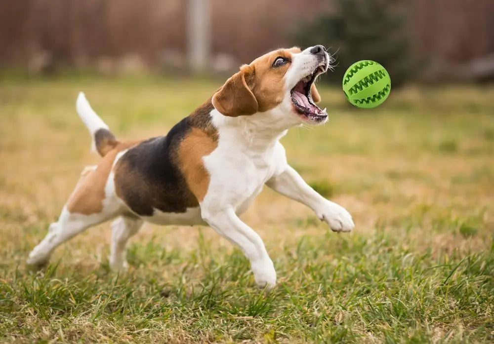 Juguetes para perros, pelota de goma elástica con fugas, divertidas bolas interactivas para Limpieza de dientes de mascotas, juguetes para masticar resistentes a mordeduras, 5cm/6cm/7cm/9cm/11cm