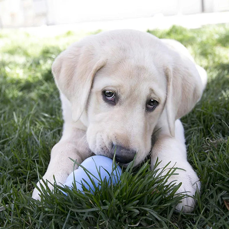 Juguete masticable para perros KONG Classic de goma natural para la dentición, con su elección de juguete para perros XS-XXL