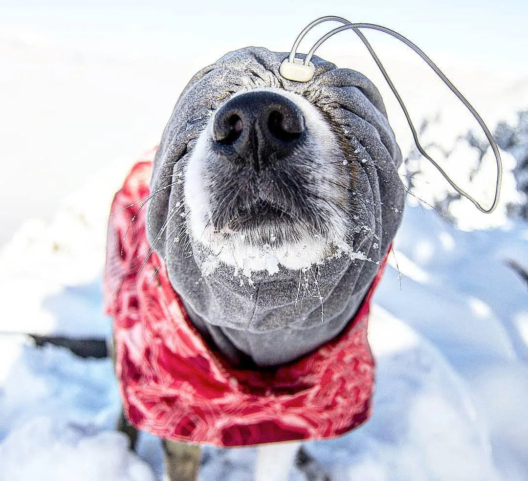 Ropa acolchada de invierno para perros, chaqueta impermeable muy cálidas para perros grandes, abrigo de algodón más grueso, ropa para mascotas, cachorros