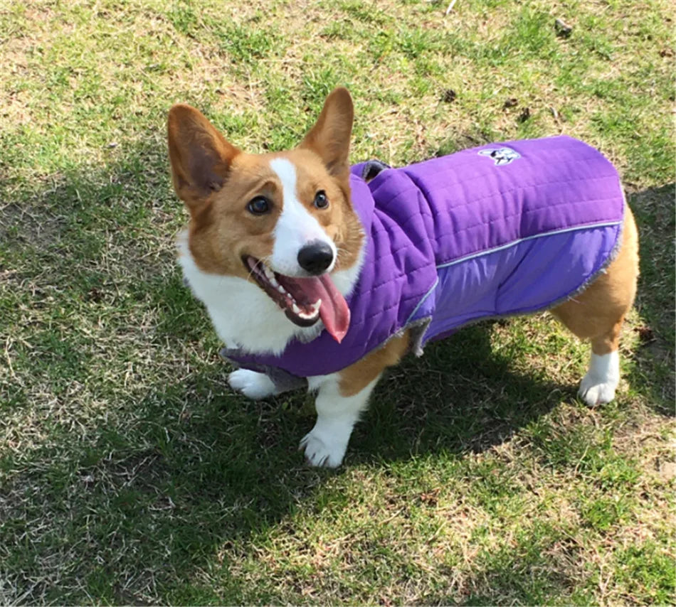 Vêtements d'hiver pour chien en polaire épaisse, vêtements chauds pour chien, veste d'hiver réfléchissante réglable sur le ventre, manteau matelassé pour chien, capuche amovible, Style à la mode