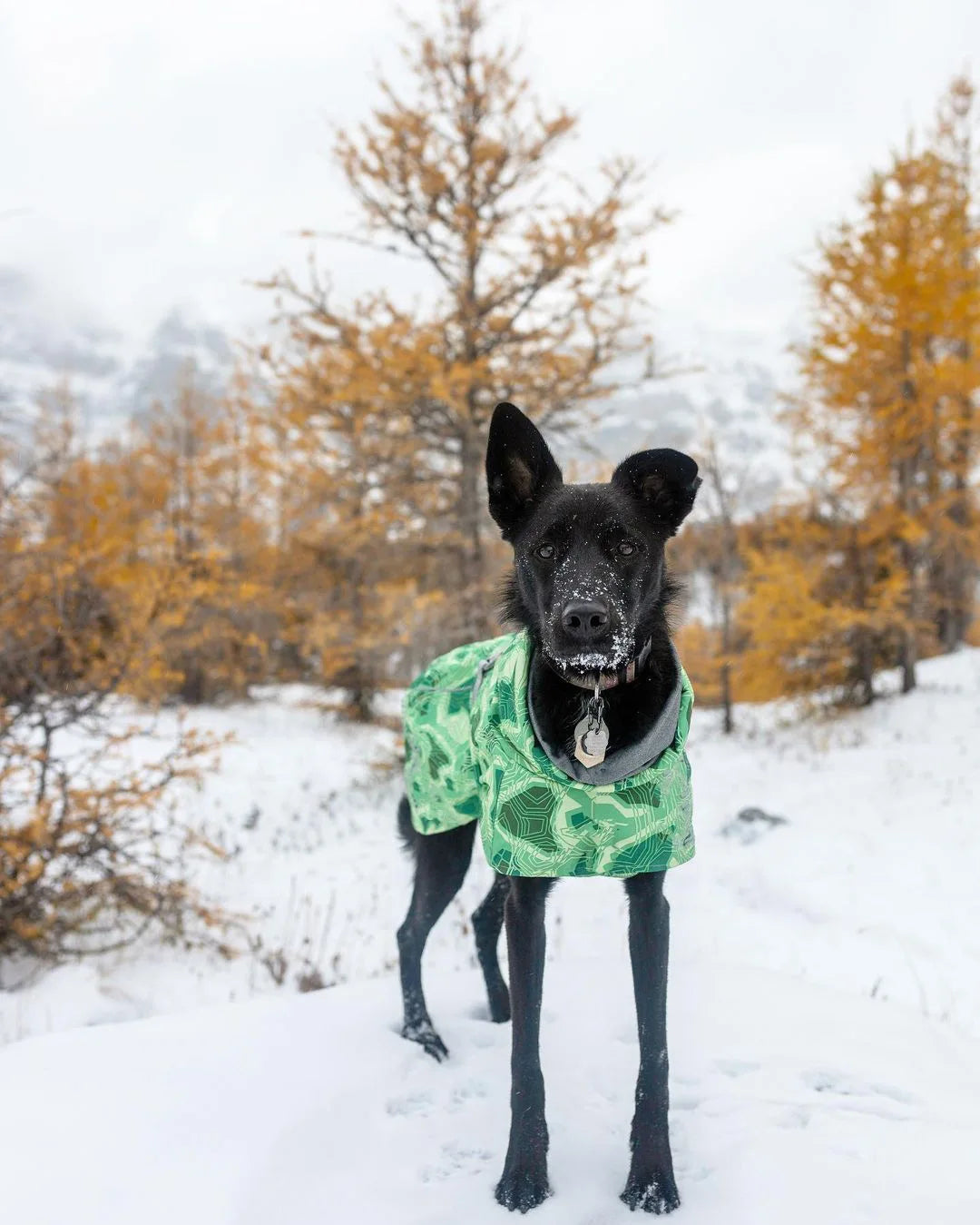 Ropa acolchada de invierno para perros, chaqueta impermeable muy cálidas para perros grandes, abrigo de algodón más grueso, ropa para mascotas, cachorros