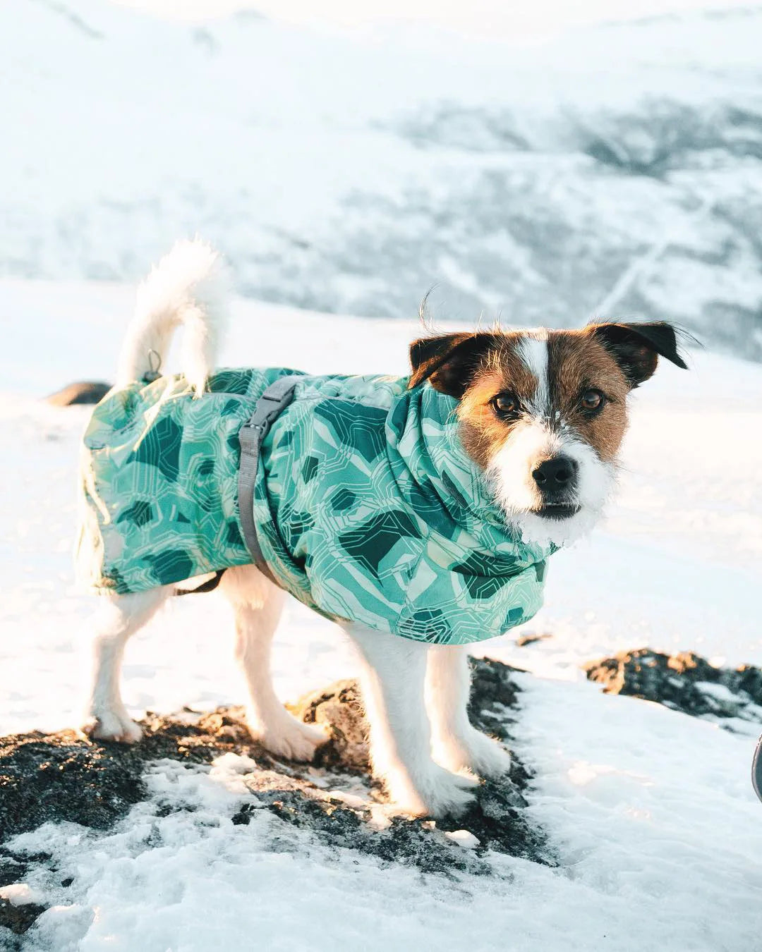 Ropa acolchada de invierno para perros, chaqueta impermeable muy cálidas para perros grandes, abrigo de algodón más grueso, ropa para mascotas, cachorros