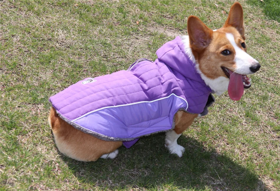 Ropa de invierno para perros Ropa gruesa de lana cálida para perros Chaqueta de invierno para perros Reflectante Ajustable Vientre Acolchado Abrigo para perros Capucha extraíble Estilo de moda