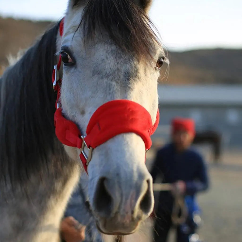 Thicken Pony Horse Halter Head Collar Horse Riding Stable Protective Red S