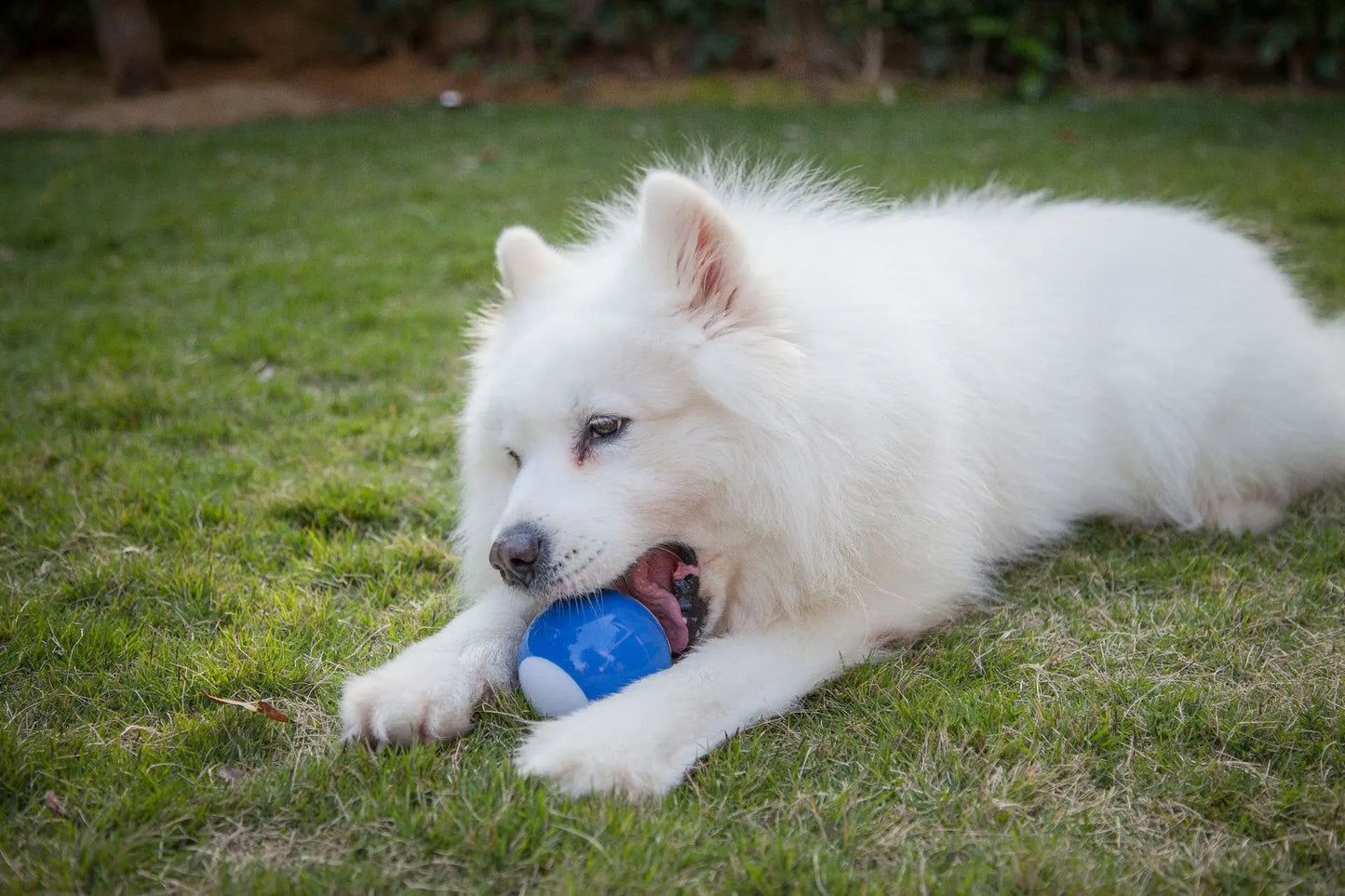 La nueva bola del perro de la bola del flash de la carga USB del juguete del perro puede dormir el perro resistente del juguete de la mordedura