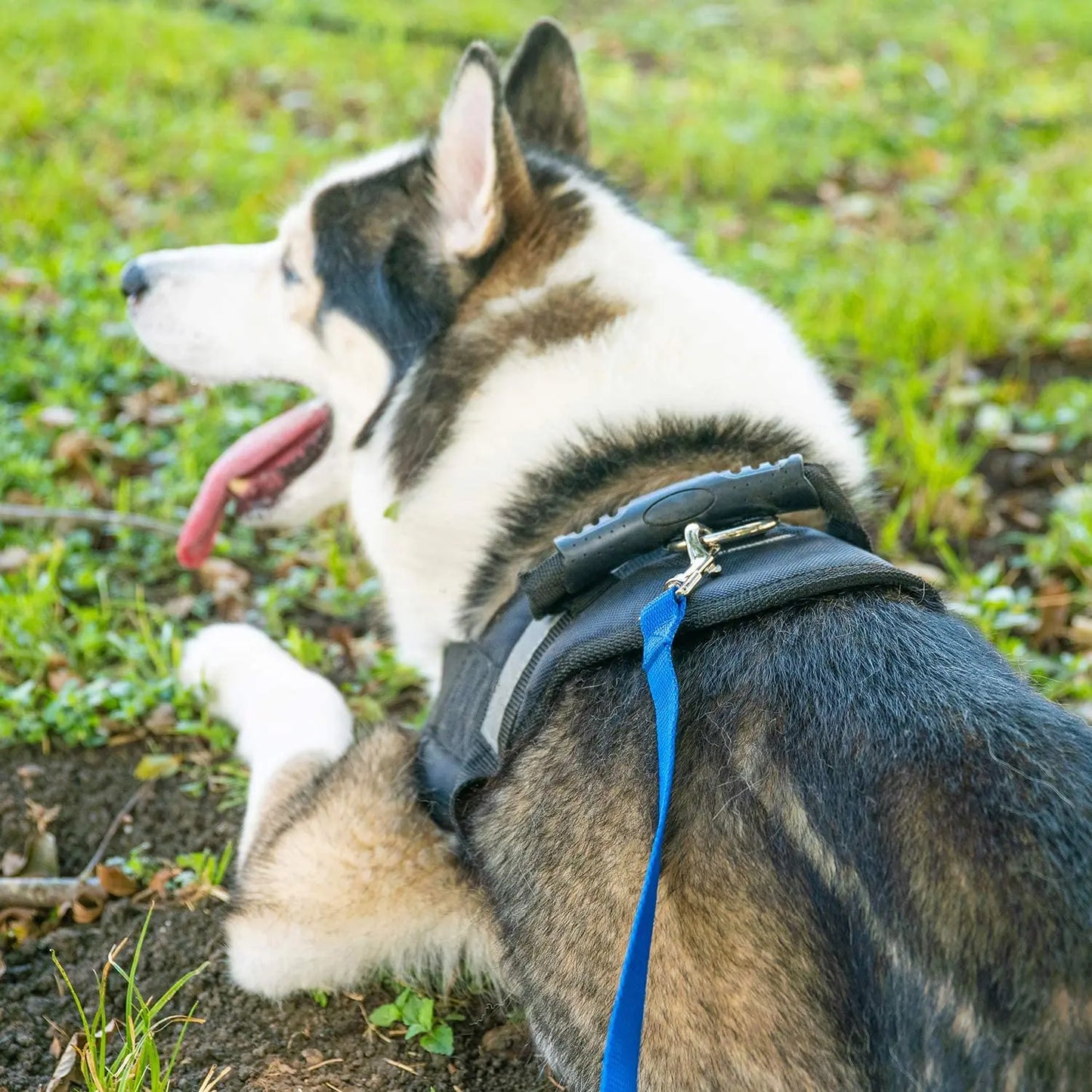 Correa para mascotas 3M 6M 10M 20M 50M perro cachorro obediencia recuerdo entrenamiento agilidad correa de entrenamiento para entrenamiento juego Camping patio trasero