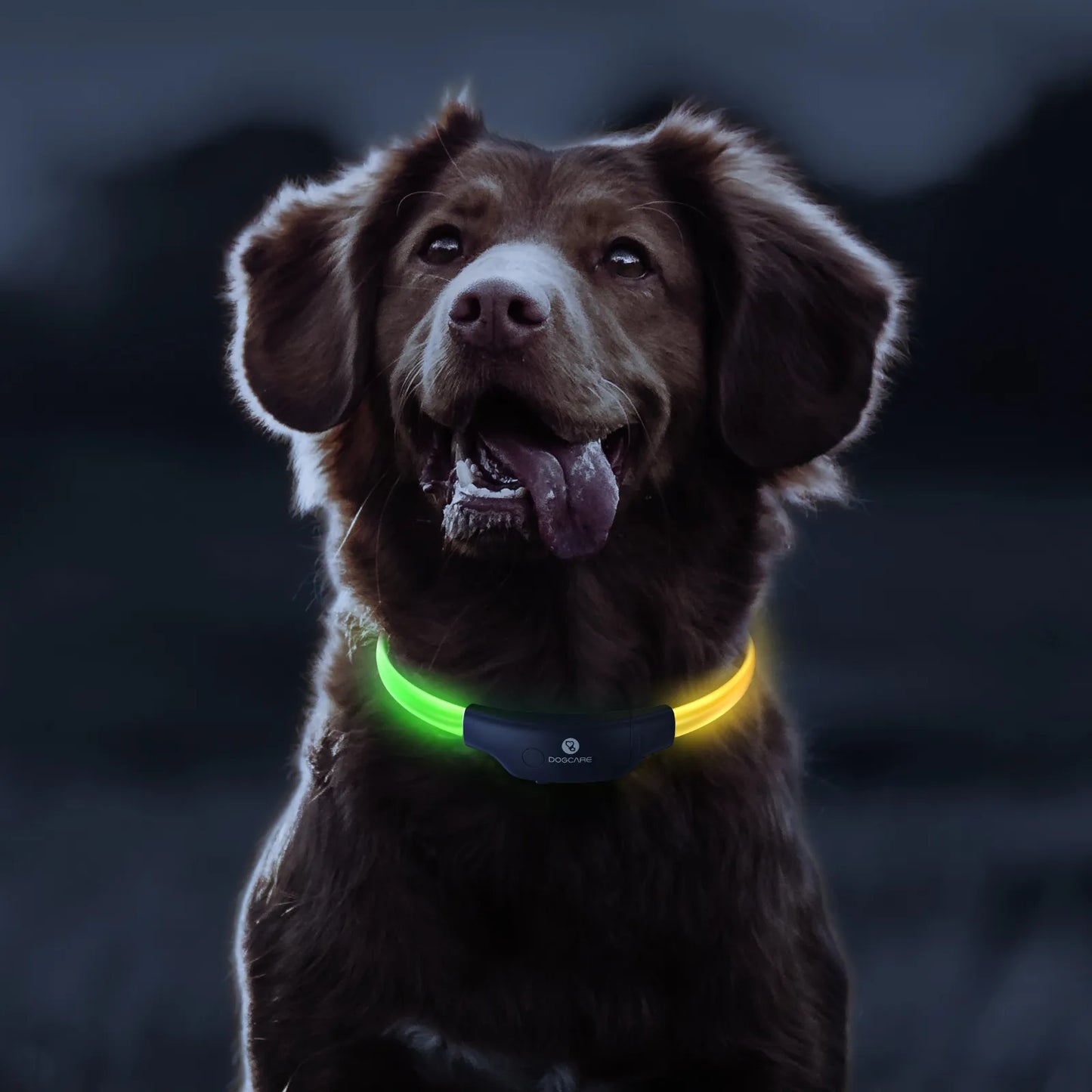 Collier LED pour chien et chat, lumineux et coloré, Visible à 300m, Anti-perte, IP67, Rechargeable, accessoires pour animaux de compagnie, chat et chien