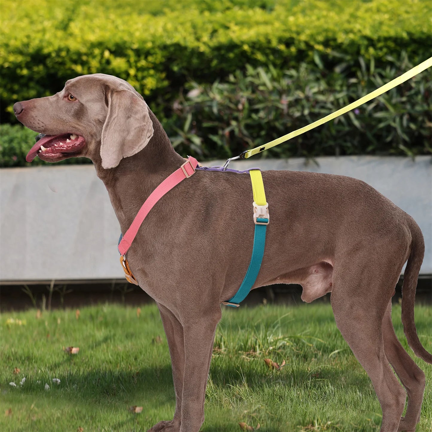 Arnés para perros sin tirones para perros medianos y grandes, correas de algodón, arnés transpirable para perros, arnés ajustable fácil para caminar para mascotas, accesorios de entrenamiento