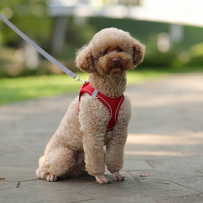 Ensemble de laisse de harnais pour chien pour petits chiens, harnais réglable pour chiot et chat, bouledogue français, Chihuahua, carlin, accessoires de marche en plein air