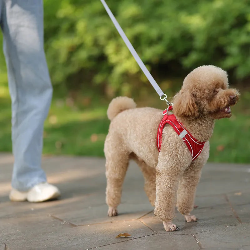 Ensemble de laisse de harnais pour chien pour petits chiens, harnais réglable pour chiot et chat, bouledogue français, Chihuahua, carlin, accessoires de marche en plein air