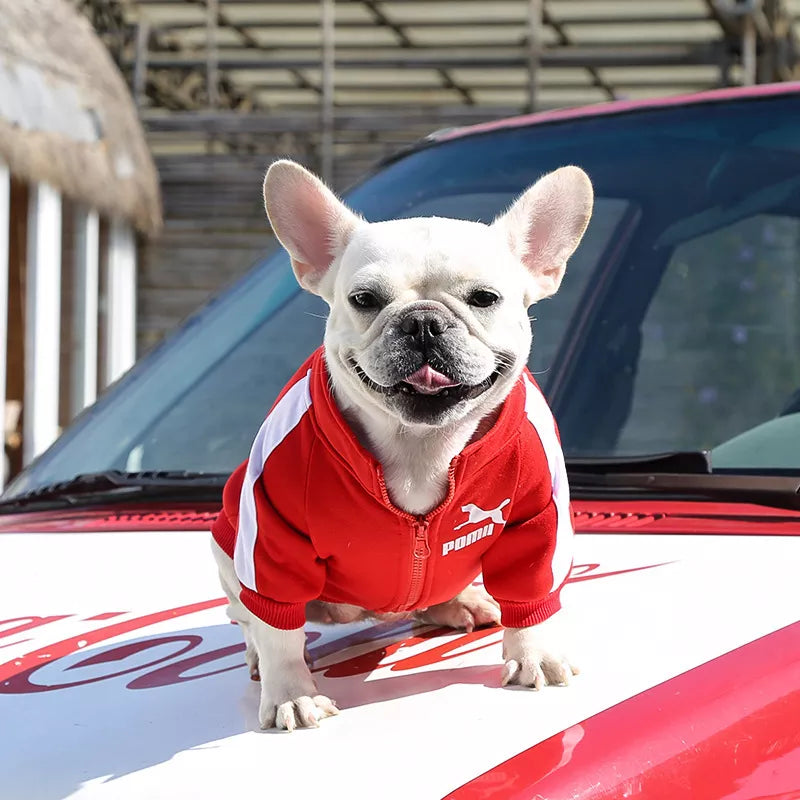 Chaqueta de béisbol para perros, ropa de invierno para perros pequeños y medianos, chaleco para cachorros, sudadera para Bulldog Francés, abrigo para Pug Chihuahua, estilo de moda