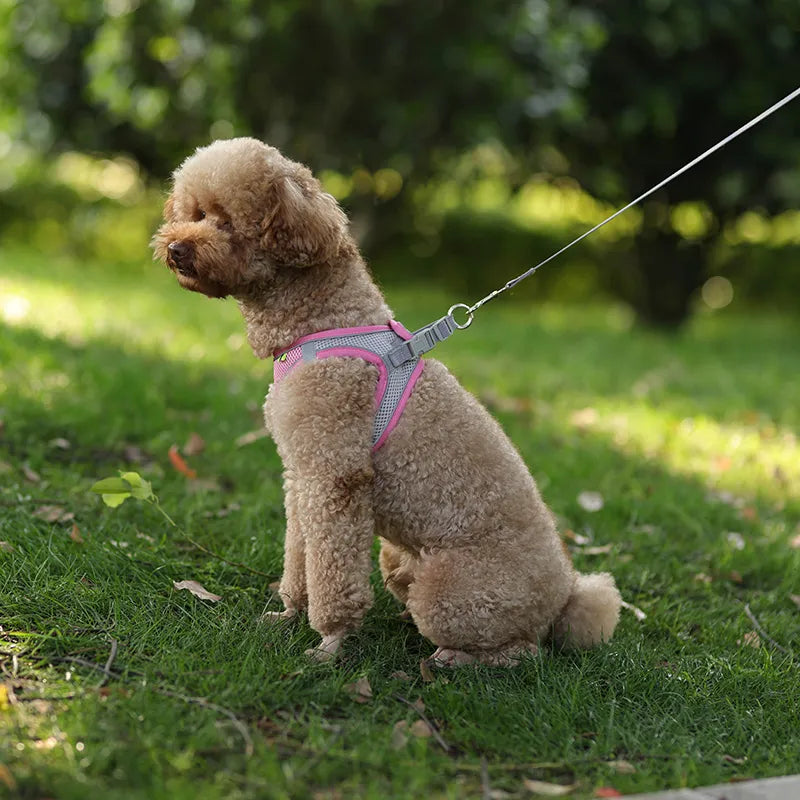 Ensemble de laisse de harnais pour chien pour petits chiens, harnais réglable pour chiot et chat, bouledogue français, Chihuahua, carlin, accessoires de marche en plein air