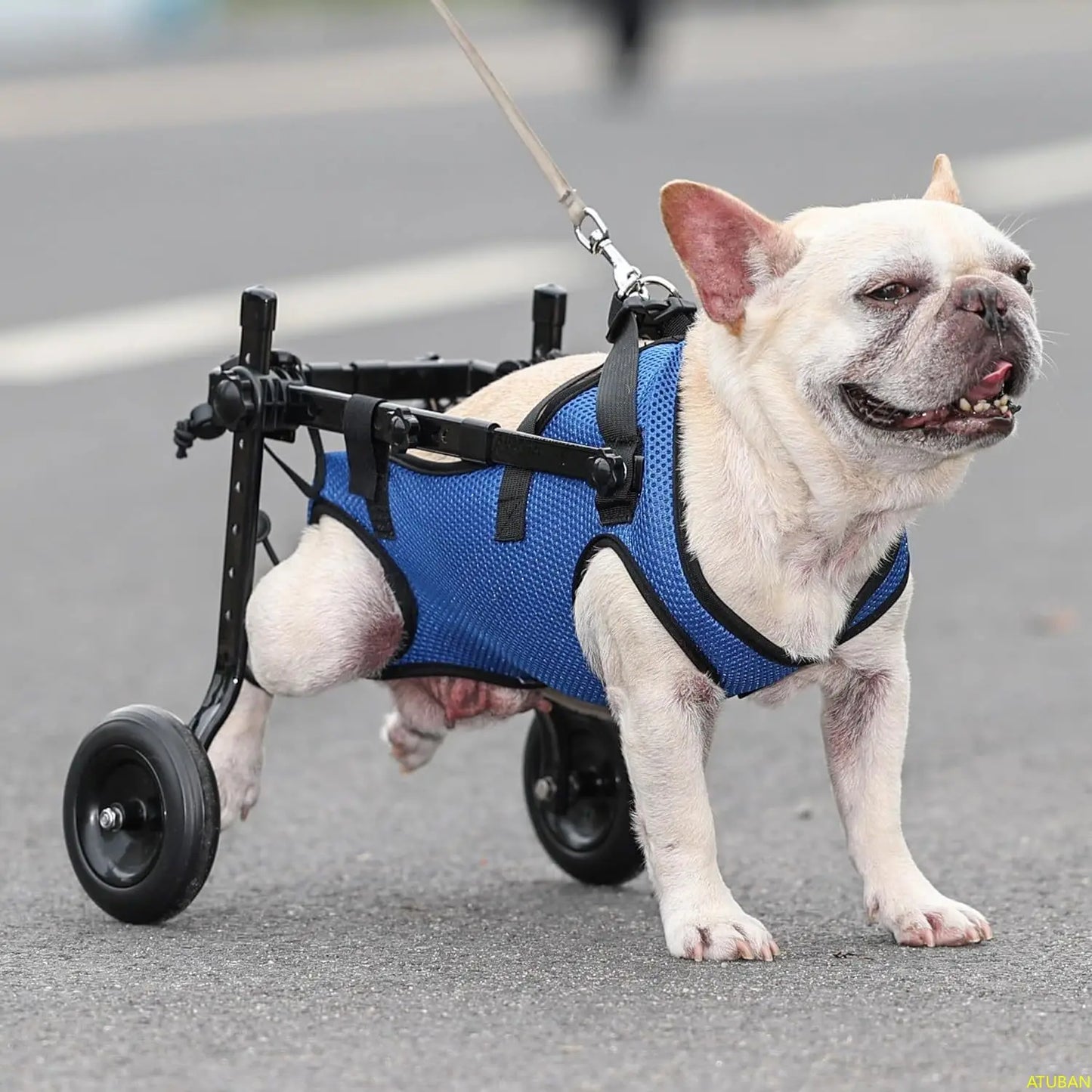 ATUBAN Fauteuil roulant pour petit chien, fauteuils roulants réglables pour chiens, aides à la mobilité pour animaux handicapés, convient aux animaux pesant de 8 à 20 livres