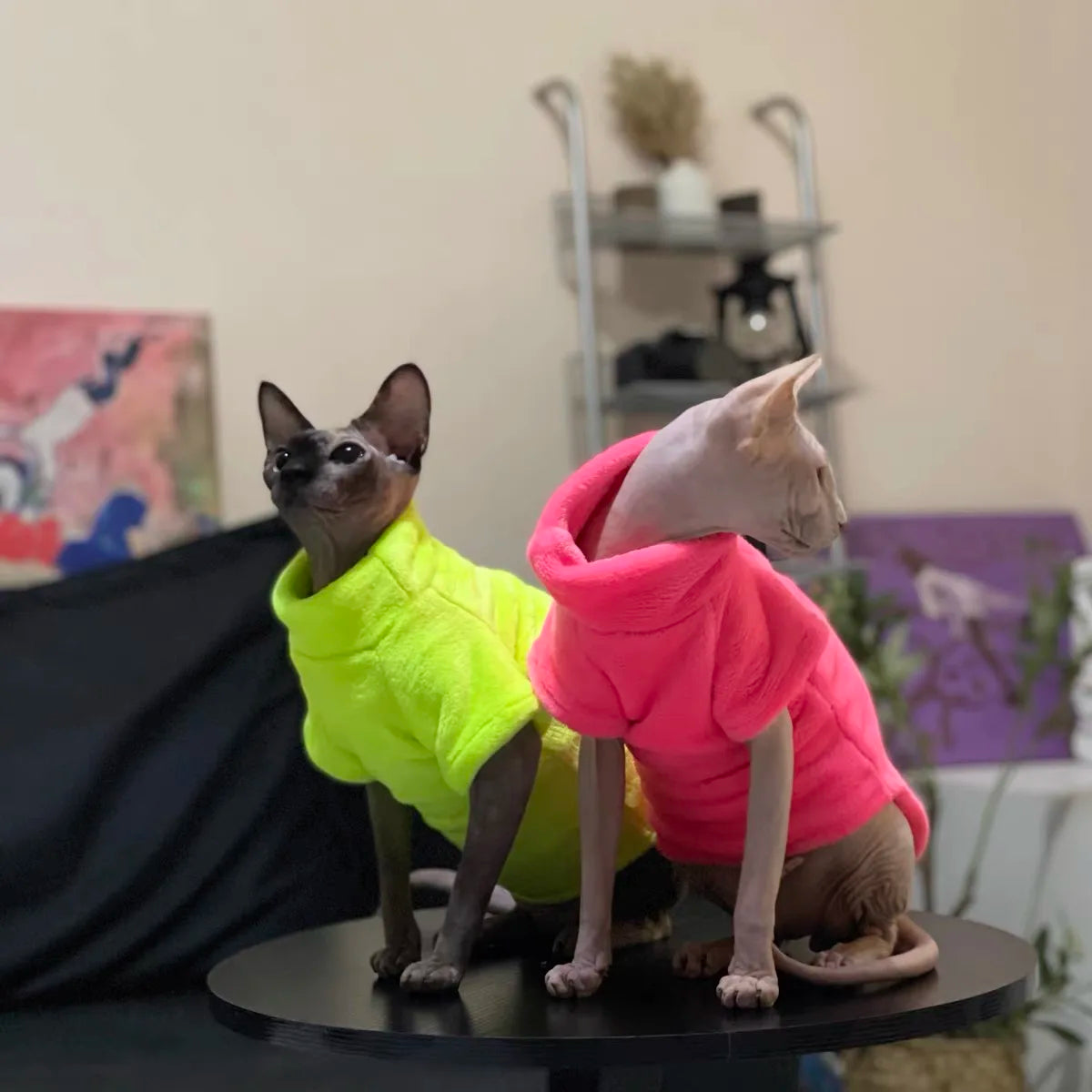 Vêtements d'hiver confortables pour chat Sphynx, manteau à capuche pour animaux de compagnie, vêtements mignons, chemise sans poils, fournisseur pour animaux de compagnie