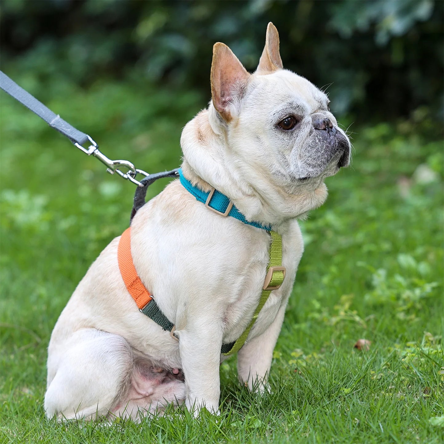 Arnés para perros sin tirones para perros medianos y grandes, correas de algodón, arnés transpirable para perros, arnés ajustable fácil para caminar para mascotas, accesorios de entrenamiento