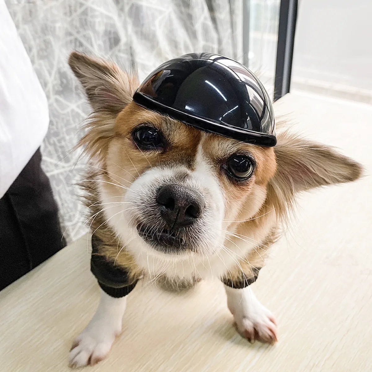 Casco de motocicleta para perros y gatos pequeños, sombrero para mascotas de estilo moderno, tocados, accesorios para perros, nuevo