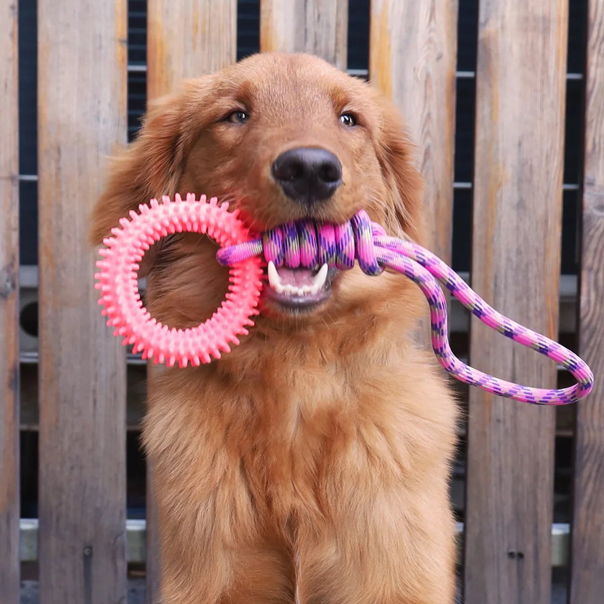 Supet Entrenamiento Interactivo Anillo de Juguete para Mascotas Anillo con Púas Limpieza de Dientes de Perro Suministros para Mascotas