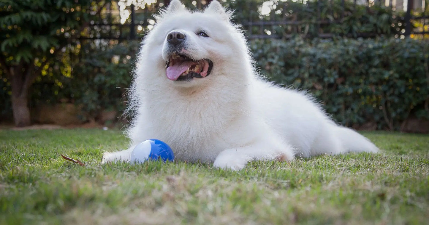 La nueva bola del perro de la bola del flash de la carga USB del juguete del perro puede dormir el perro resistente del juguete de la mordedura