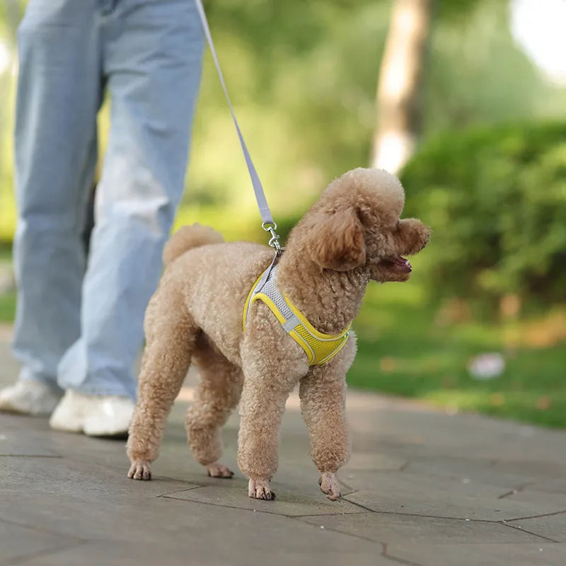 Ensemble de laisse de harnais pour chien pour petits chiens, harnais réglable pour chiot et chat, bouledogue français, Chihuahua, carlin, accessoires de marche en plein air