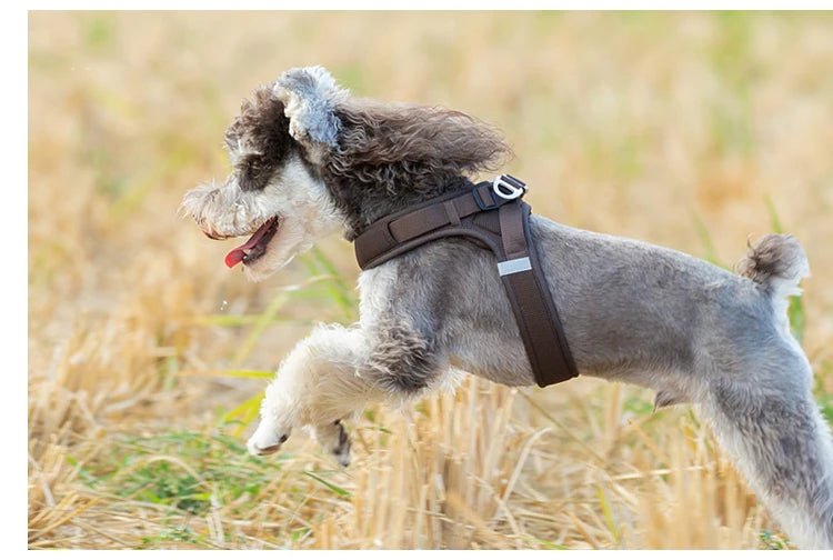 Portabebés para perros pequeños, hebilla en D de aluminio, gancho para caminar y bucle, accesorios portátiles para ponerse y quitarse