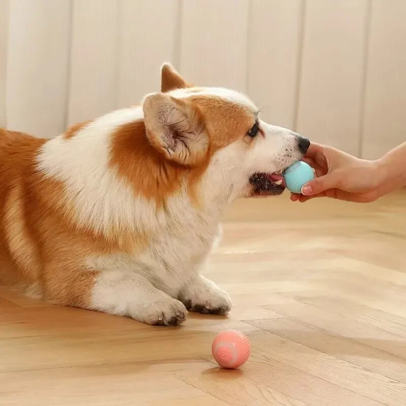 Nuevos juguetes para Perro inteligente, bola rodante automática, juguetes eléctricos para perros pequeños, divertidos juegos para cachorros con movimiento automático, juguetes interactivos para interiores para mascotas