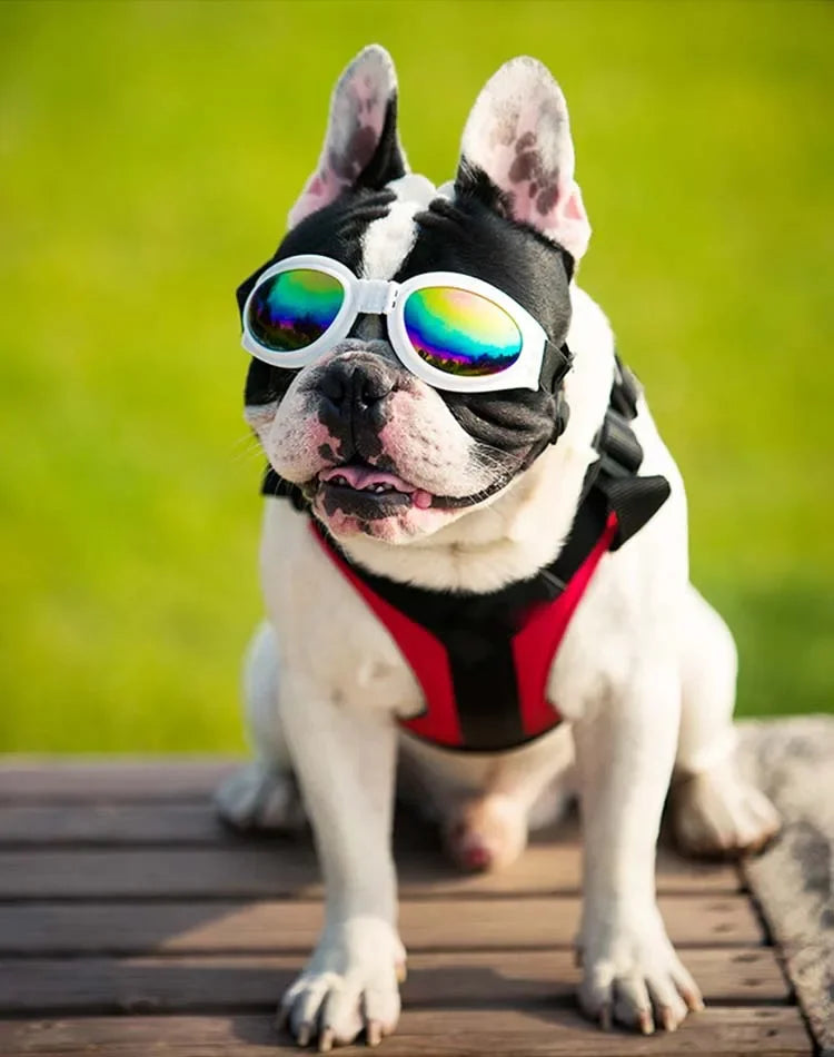 Gafas para perros plegables para prevenir rayos UV, gafas para mascotas para gatos, gafas de sol para perros, estilo de moda, gafas para perros, accesorios para fotos, accesorios para mascotas, suministros para perros